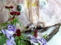 Velika riba jede malu ribu, a ovu veliku sam pojela JA!!!!